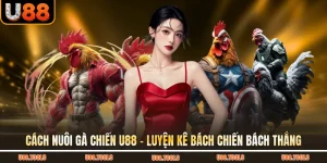 Cách nuôi gà chiến